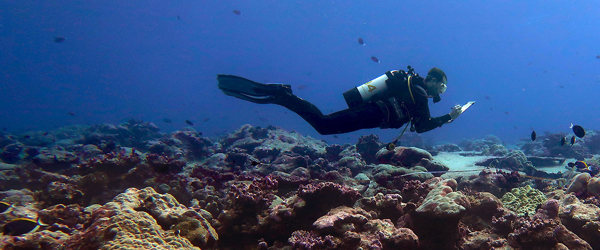 A scuba diver swims over a coral reef making notes on a clipboard
