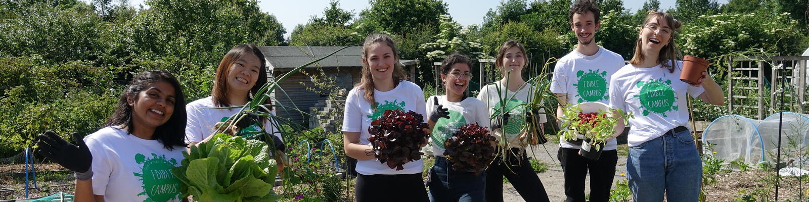 Students harvesting vegetables