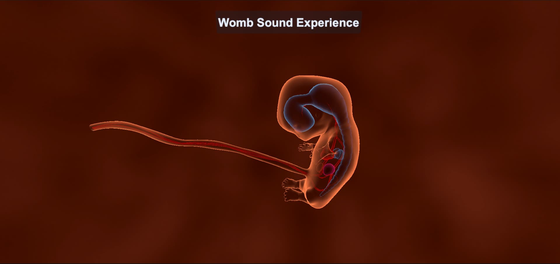 Baby in the womb as seen in VR