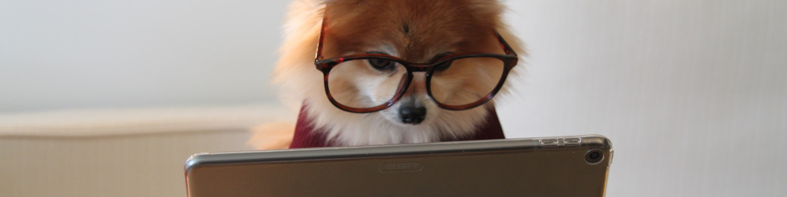 Fox with glasses looking at a monitor.