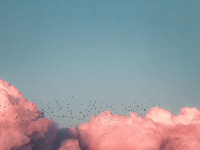 Pink clouds with a flock of birds flying through them.
