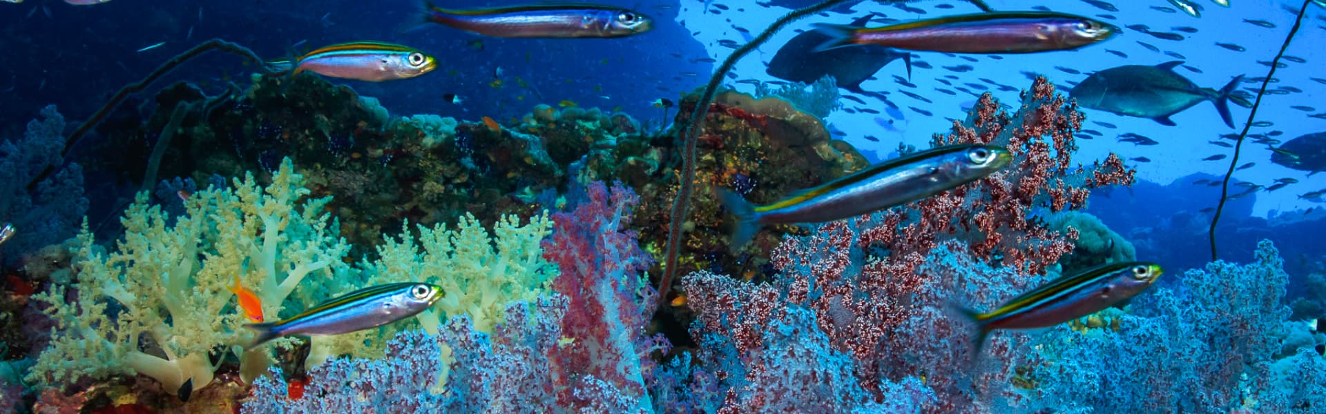 Fish swimming around a coral reef