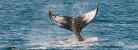 Whale tail above water - https://pixabay.com/en/whale-ocean-tail-monterey-630256/