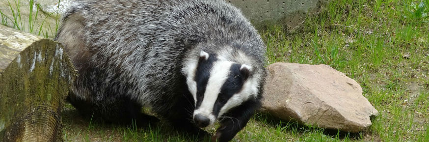 badger wood