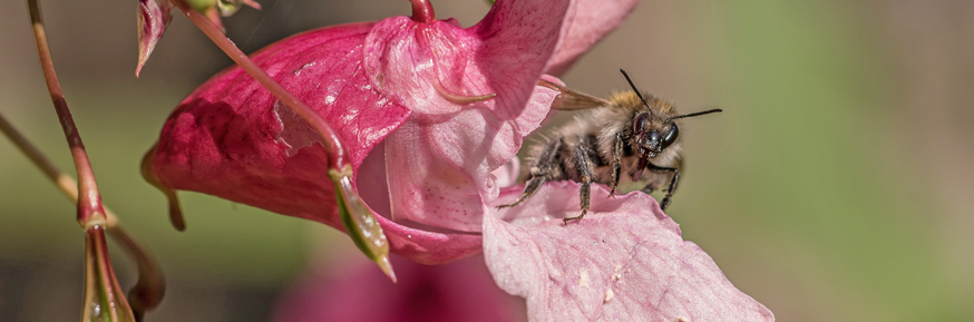 Bee on balsam