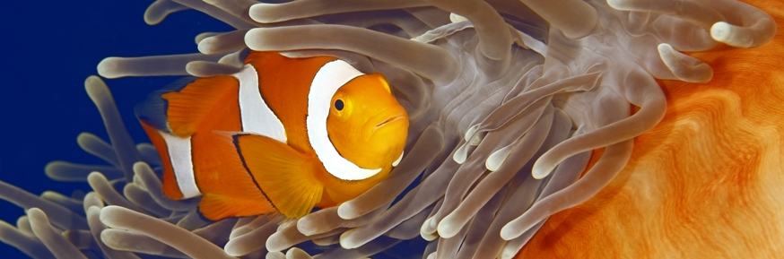 Clownfish