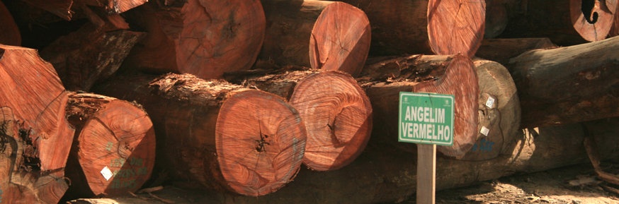 Dung beetles and logging