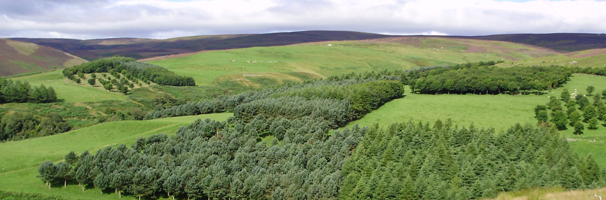 Glensaugh forest