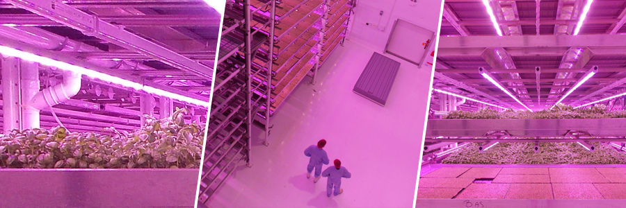 In a warehouse-style vertical farm growing space, plants grow on shelving units under a strange pink light and are maintained by technical staff in protective blue overalls