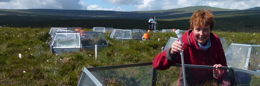 Dr Sue Ward at the warming and plant manipulation experiment at Moor House National Nature Reserve. Copyright S E Ward.