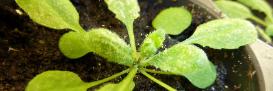 Plant infected with spider mites
