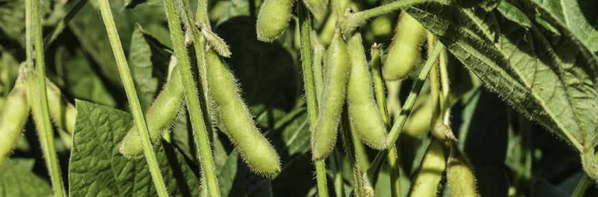 Soya bean plant