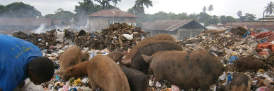 pigs at dump 874x289