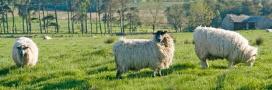 sheep in field