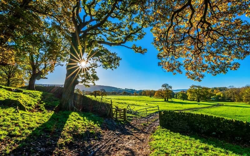 Sun shines through the leaves of a tree over a muddy farm gateway between grazing fields