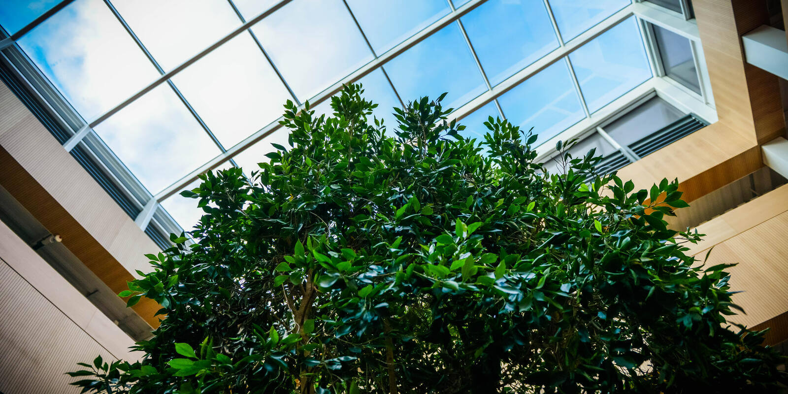 Looking up at the library tree and through the skylight to a blue sky