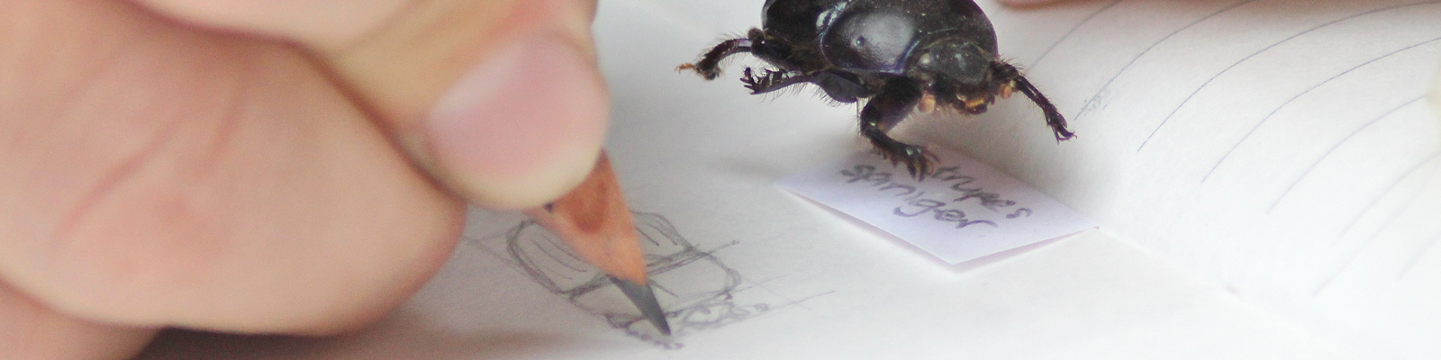 Pencil drawing of beetle