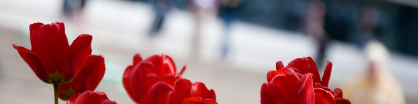 Tulips in Alex Square