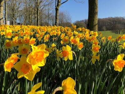 Daffodils on campus in spring