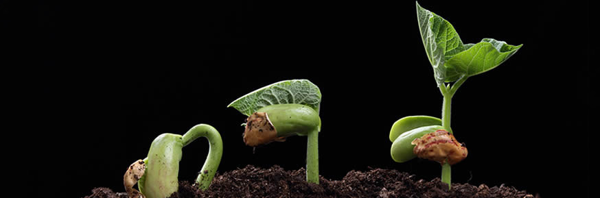 Three seedlings growing out of the soil