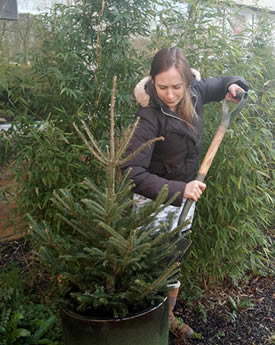 Dr Victoria Janes re-potting the Christmas tree