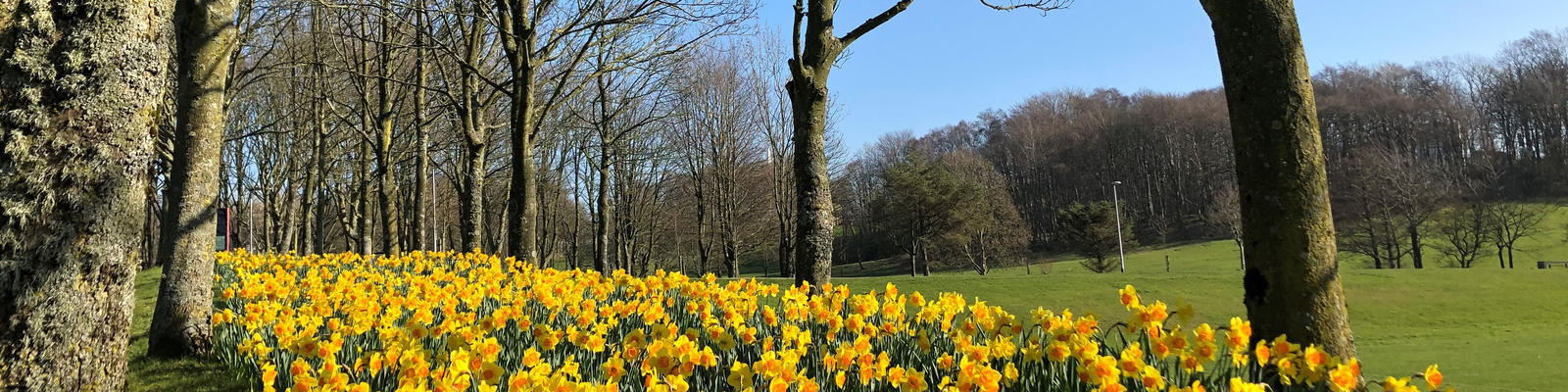Image of the Grounds of the University, a field of daffodils.