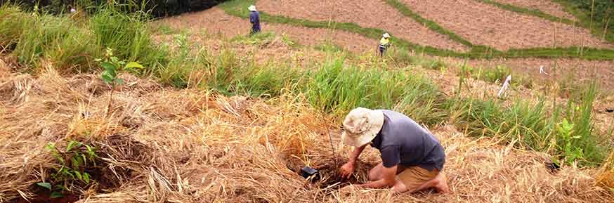 People working in a field