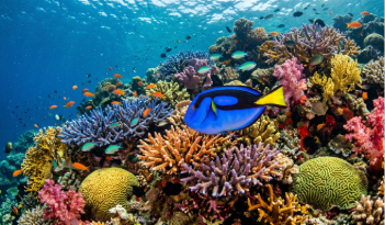 A brightly coloured fish swimming in front of a coral reef.