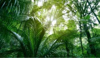 A tropical rain forest.