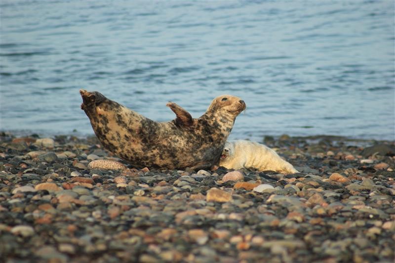 2 x banana seals on Walney Island, one grown up and one pup