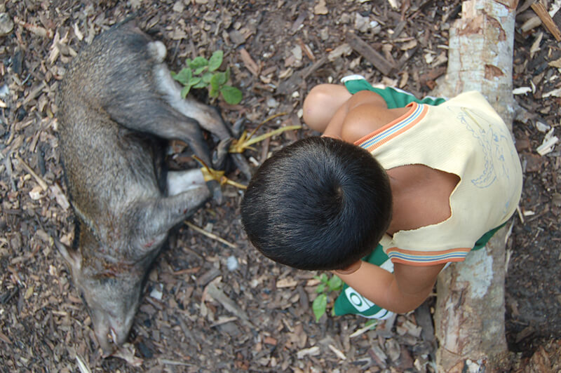 Bruno considers the collard peccary (Pecari tajucu) brought back by his uncle from a hunting trip, Arapiuns River, Brazil. In this reserve small-scale hunting for household consumption is legal, while hunting with dogs or for sale is illegal. Credit: Rachel Carmenta