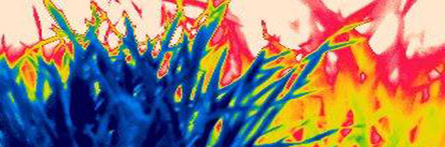 Infrared image of wheat and maize plants under drought stress supplied by Dr Annette Ryan.