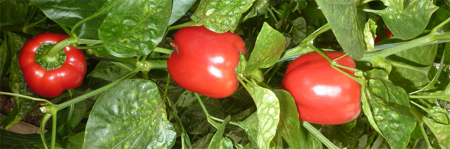 Photograph of red peppers