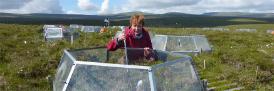 Warming and plant manipulation experiment, Moor House National Nature Reserve.  Sue Ward on photograph.  Copyright S E Ward