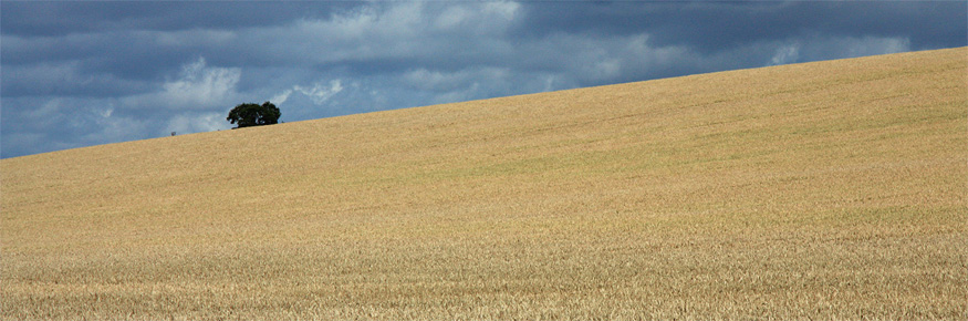 Picture shows a wheatfield. The team explored soil found under land used in various ways including intensive wheat rotation farming