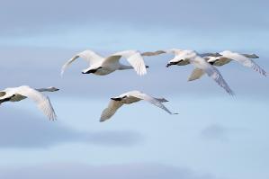 Whooper Swans