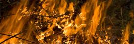 Documentary on fire in tropical forests