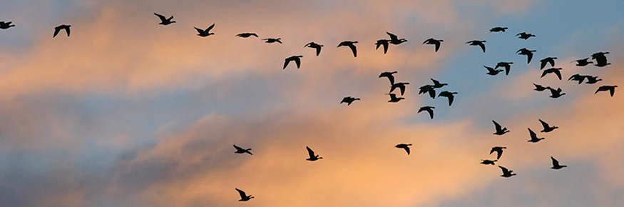 Pink-footed geese in flight