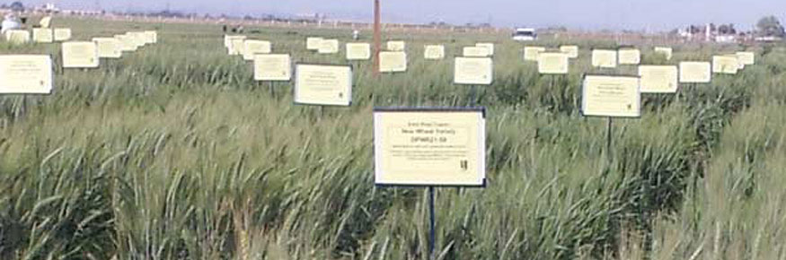 Crop researchers sort the wheat from the chaff