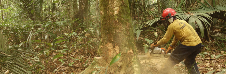 Logging in the Amazon rainforest; courtesy of Luke Parry