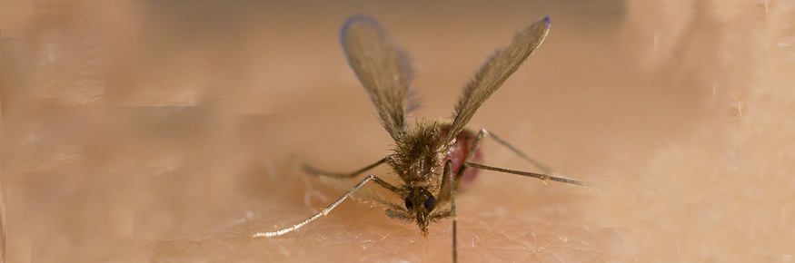 The Brazilian sand fly Lutzomyia longipalpis, blood feeding female, courtesy of Ray Wilson