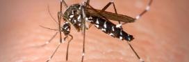 Zika Virus Aedes Mosquito