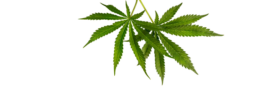 The cannabis leaf