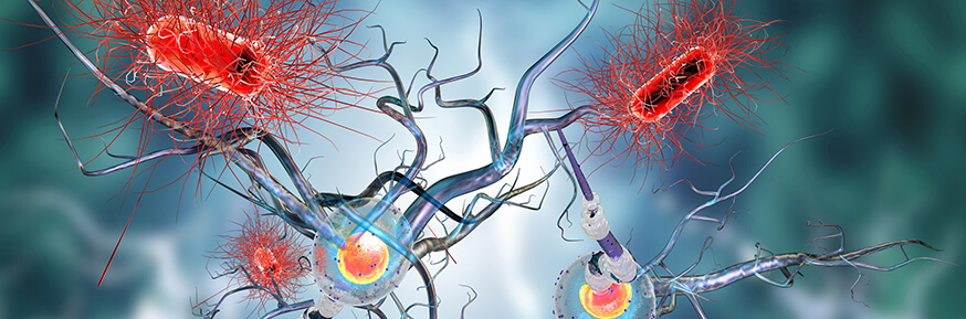 A 3d illustration of nerve cells in the brain