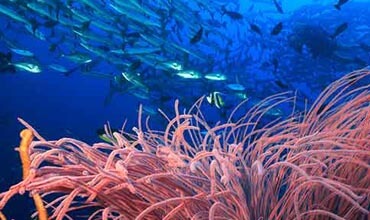 Bright spots shine light on the future of coral reefs