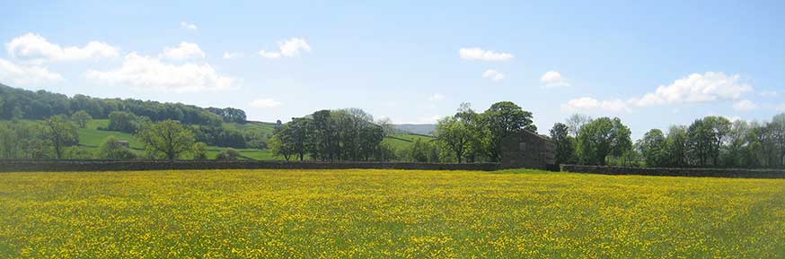 Grassland