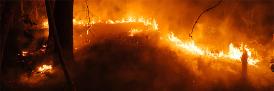 Burning undergrowth, Amazon forests.  Photo: Adam Ronan/ECOFOR.