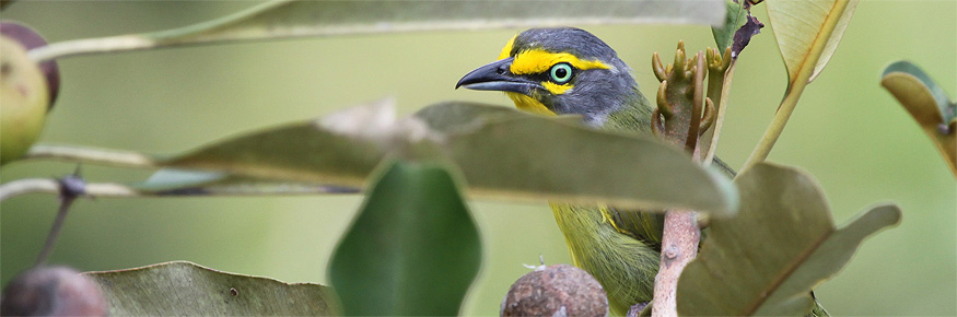 Slaty-capped Shrike