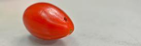 Insect on tomato