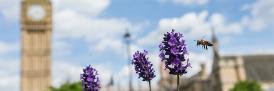 Photo: Luke Massey - Greater London National Park City Initiative